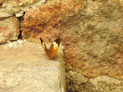 Cupha erymanthis maja