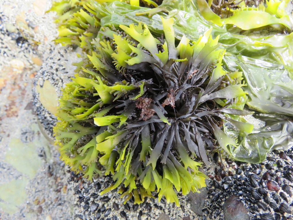 Sarcothalia