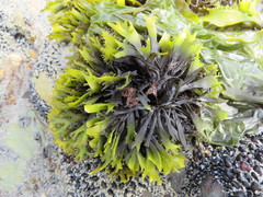 Sarcothalia decipiens