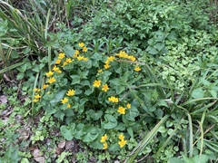 Caltha palustris