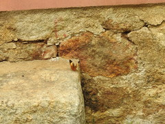 Cupha erymanthis maja