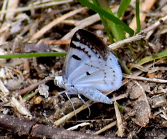 Lomographa semiclarata