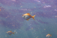 Schuettea scalaripinnis