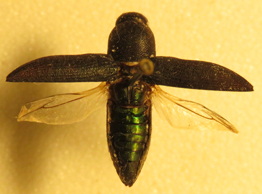 Bubastes bostrychoides