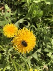 Bombus pascuorum