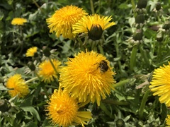 Bombus pascuorum