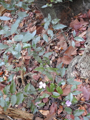 Capparis diversifolia