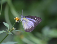 Appias lyncida eleonora