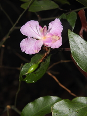 Capparis diversifolia