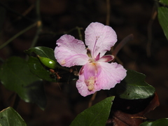 Capparis diversifolia