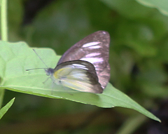 Appias lyncida eleonora