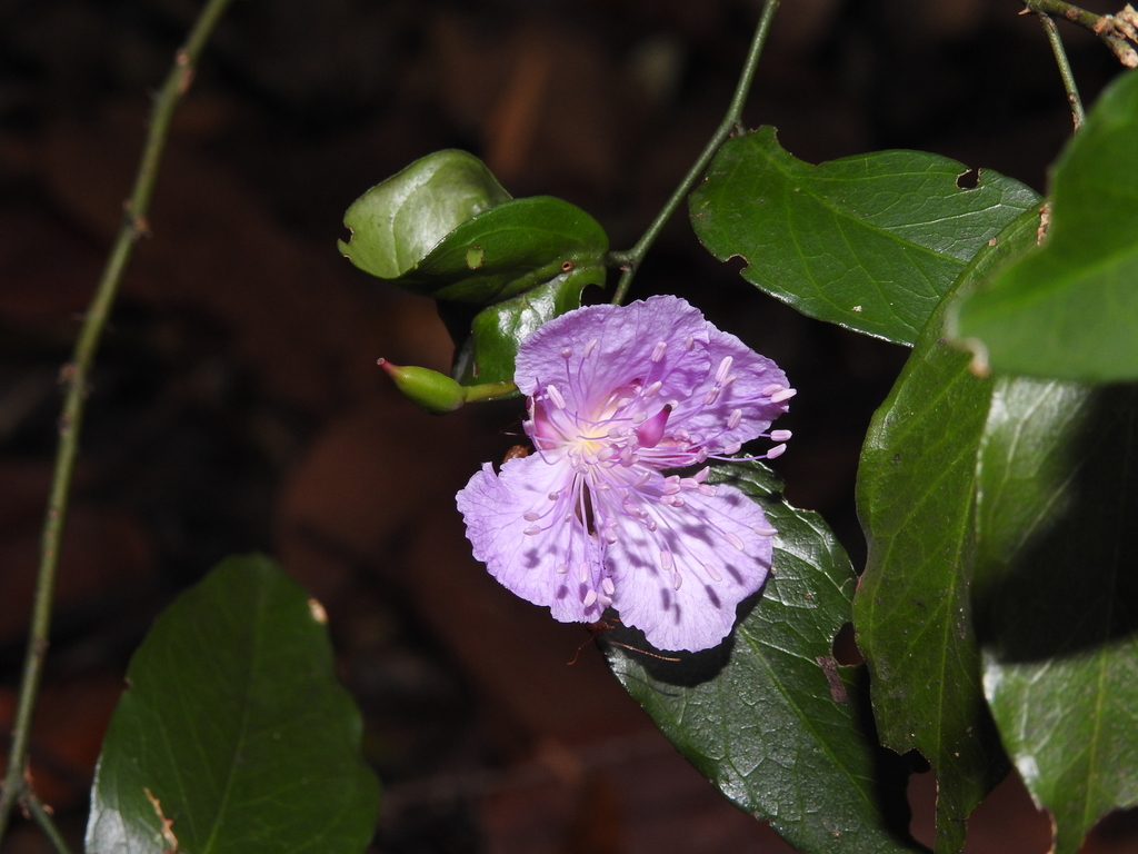 Capparis diversifolia (Capparis diversifolia)