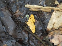 Xanthomelaena schematias