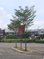 Terminalia molinetii