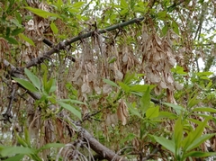 Acer negundo