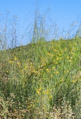 Parkinsonia aculeata