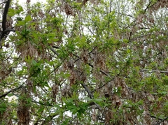 Acer negundo