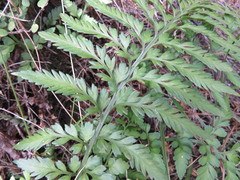 Asplenium appendiculatum maritimum