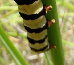 Diaphone mossambicensis