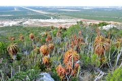 Aloe pluridens