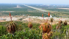 Aloe pluridens