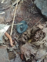 Diadophis punctatus stictogenys
