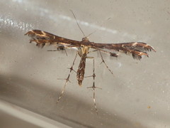 Capperia britanniodactylus