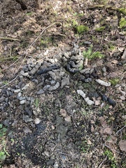 Nyctereutes procyonoides