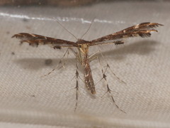 Capperia britanniodactylus