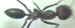 Cataglyphis nigra