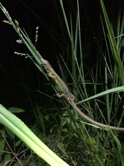 Takydromus stejnegeri