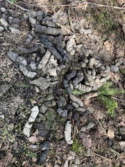 Nyctereutes procyonoides