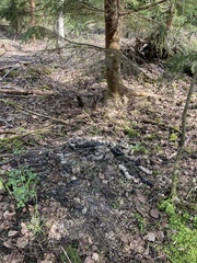 Nyctereutes procyonoides