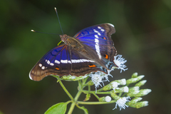 Doxocopa thoe