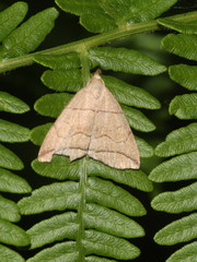 Herminia grisealis