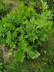 Levisticum officinale
