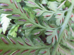 Asplenium appendiculatum maritimum