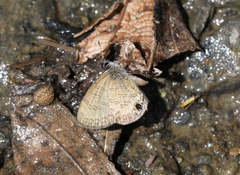 Prosotas nora ardates