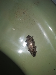 Chalcophora virginiensis