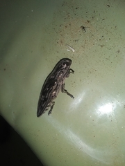 Chalcophora virginiensis