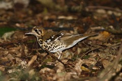 Geokichla guttata