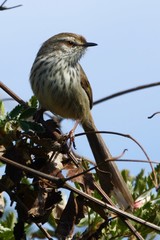 Prinia hypoxantha