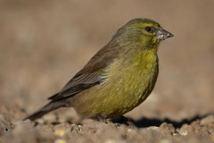 Crithagra symonsi