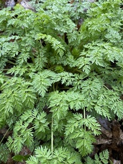 Anthriscus sylvestris