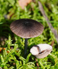 Entoloma albidocoeruleum