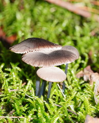 Entoloma albidocoeruleum