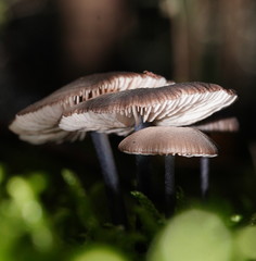 Entoloma albidocoeruleum