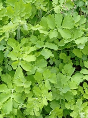 Chelidonium majus