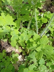 Chelidonium majus