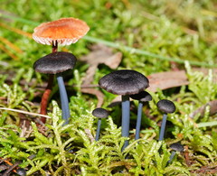 Entoloma albidocoeruleum